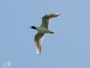 Black-headed Gull – Mewa Śmieszka